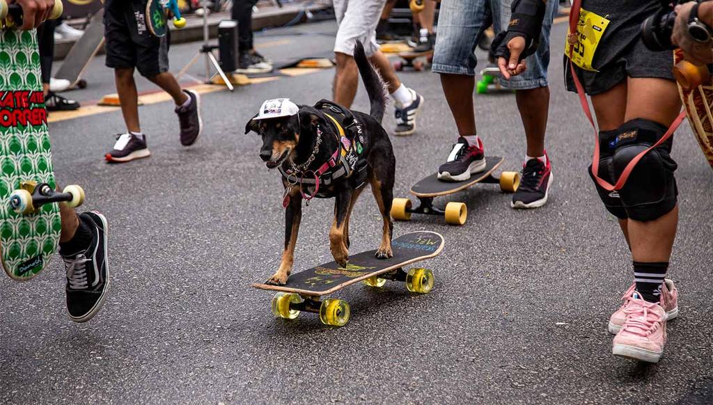 Pets na Skate Run. Foto/ Reprodução: Jordan Sperandio